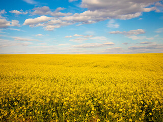 Fototapeta premium Vibrant Canola Flowers Blanket the Landscape Under a Brilliant Blue Sky Filled With Soft White Clouds