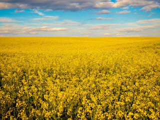 Obraz premium Vibrant Yellow Flower Field Spreads Across the Landscape Under a Bright Blue Sky Filled With Fluffy Clouds