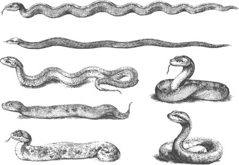 Vector set of vintage snakes isolated on white background. Boa, anaconda and etc in monochrome engraving style