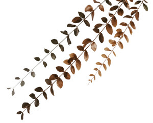 Descending Leaves' Serenity: A detailed study of brown leaves' arrangement, presenting a sense of visual harmony and the aesthetic appreciation for the natural world.