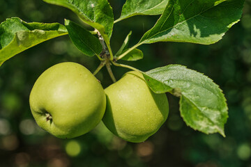 Close-up of ripe apples hanging on tree branch in orchard during harvest season