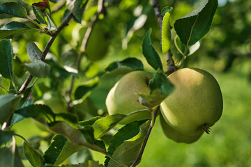 Close-up of ripe apples hanging on tree branch in orchard during harvest season