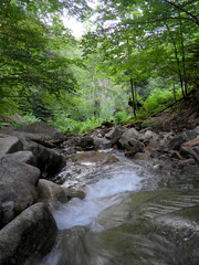 stream in the forest