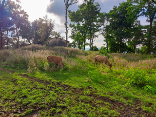 Cattle grazing on grass in the countryside, trees against cloudy sky background, nature photography, cows in the field