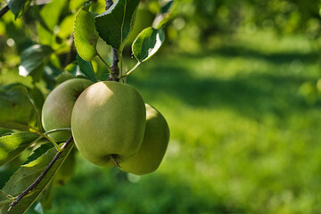 Close-up of ripe apples hanging on tree branch in orchard during harvest season