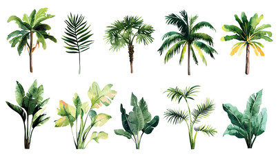 Watercolor tropical palm trees and large banana leaves set with lush green foliage isolated on white background in flat minimalist vector style for summer design elements