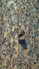 Moth Camouflage Nature Bark Texture Unique Patterns Detailed Observation