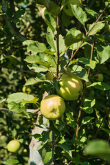 Close-up of ripe apples hanging on tree branch in orchard during harvest season