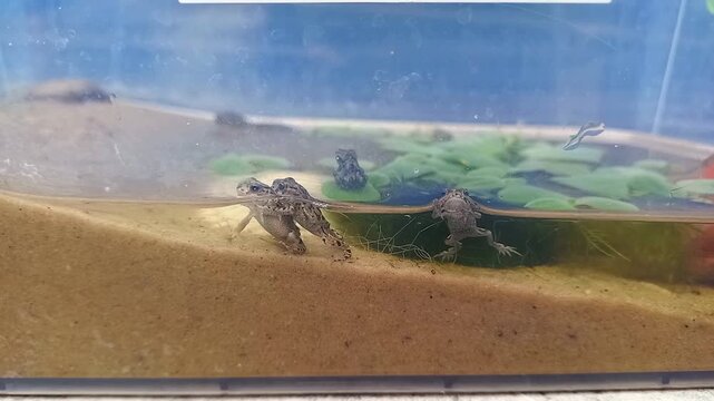 Small European green toads in plastic terrarium with pond that imitates natural habitat. Fauna of Ukraine. Amphibians