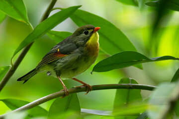 Red-billed Leiothrix (Leiothrix lutea) Bird on Oahu, HI