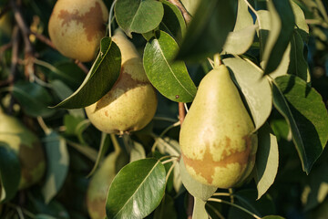 Ripe Pears on Tree Branch in Orchard Harvest Season. Close-up of ripe pears growing on tree branch in orchard during harvest season