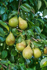 Ripe Pears on Tree Branch in Orchard Harvest Season. Close-up of ripe pears growing on tree branch in orchard during harvest season