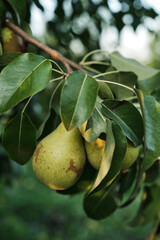 Ripe Pears on Tree Branch in Orchard Harvest Season. Close-up of ripe pears growing on tree branch in orchard during harvest season