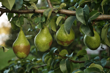 Ripe Pears on Tree Branch in Orchard Harvest Season. Close-up of ripe pears growing on tree branch in orchard during harvest season