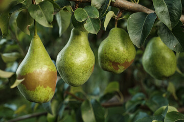 Ripe Pears on Tree Branch in Orchard Harvest Season. Close-up of ripe pears growing on tree branch in orchard during harvest season