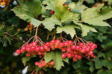 Clusters of Red Viburnum Berries on Bush Close-Up. Bright clusters of red viburnum berries growing on bush