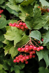 Clusters of Red Viburnum Berries on Bush Close-Up. Bright clusters of red viburnum berries growing on bush