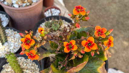 Close-up of vibrant Florist Kalanchoe flowers in shades of orange and red, with green leaves. The plant is in a pot, surrounded by other pots with succulents and stones.