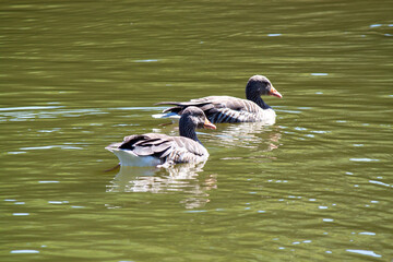 A serene scene with two gray geese gracefully swimming in tandem on a calm, green-tinted lake