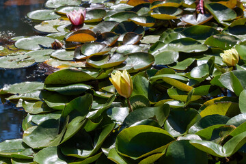 Elegant water lilies in various stages of bloom, with closed buds and partially open flowers