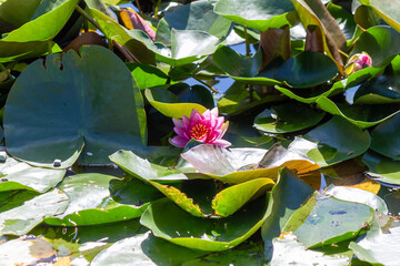 Vibrant pink water lilies bloom gracefully amidst a bed of green and dark lily pads on the calm surface of a pond