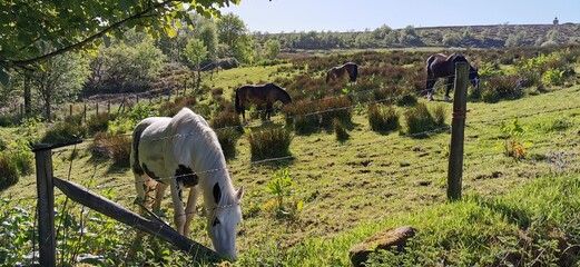 Idyllic green fields and hills with horses and ponies grazing in pastures. Earth nature landscape...