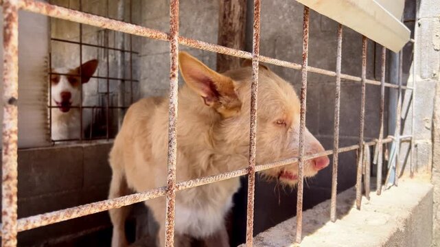 Hunting dogs waiting in kennel cages