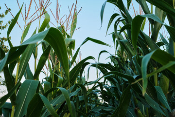 Ripe Corn Cobs on Stalks in Farm Field Harvest.