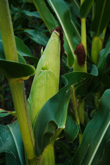 Ripe Corn Cobs on Stalks in Farm Field Harvest.