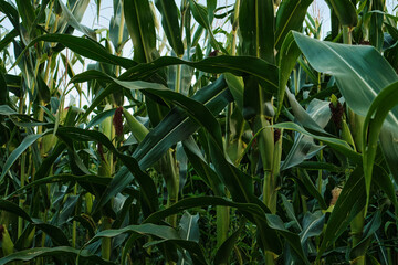 Ripe Corn Cobs on Stalks in Farm Field Harvest.