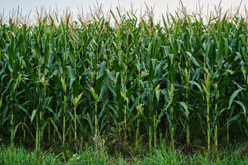 Ripe Corn Cobs on Stalks in Farm Field Harvest.