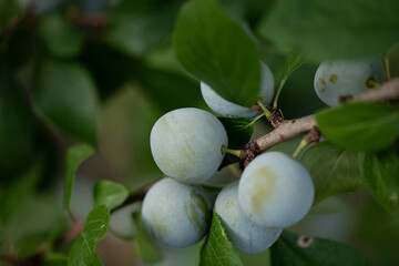 CLOSE UP SPHERICAL GREENGAGE FRUITS RIPENING ON BRANCH 