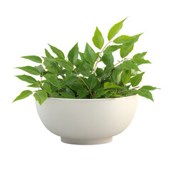 3D Fresh Curry Leaves PNG – In Ceramic Bowl, Isolated Transparent Background on White Background