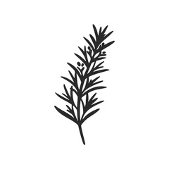 Fototapeta premium Simple black and white abstract rosemary herb illustration