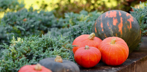 Seasonal bright pumpkins on a stone wall, surrounded by green foliage. Autumn background