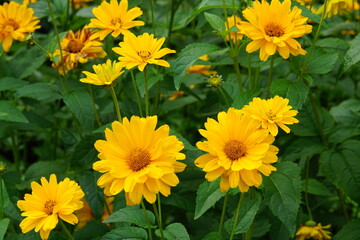 yellow rudbeckia, yellow flower, oliwa park, gdansk, rudbeckia flower, park oliwski