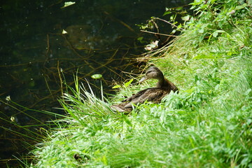 oliwa park, gdansk, poland, August 2025, tricity, nature, birds, ducks, wild birds, oliwa