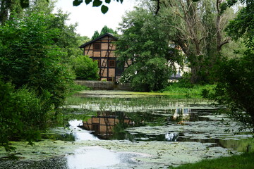 Obraz premium water lily, pond, oliwa park, gdansk, poland, August 2025, tricity, nature, flower