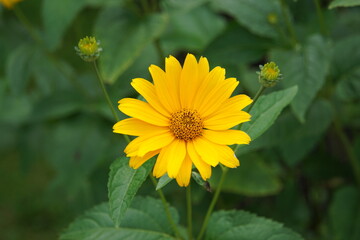 yellow heliopsis, yellow flower, oliwa park, gdansk, heliopsis flower, park oliwski, heliopsis