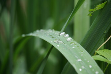 droplets, water droplets, rain, plants, park oliwski, oliwa park, gdansk, august 2025