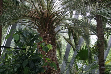 palm house, gdansk, park oliwski, oliwa park, august 2025, poland, palm tree, big leaf, tropical plant