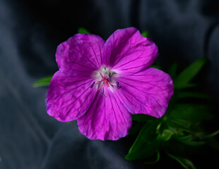 G&eacute;ranium vivace sanguin ou G&eacute;ranium rouge sang ou Herbe &agrave; becquet