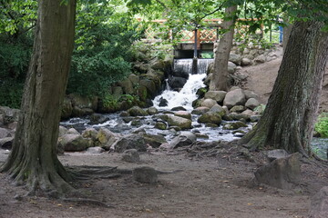 oliwa park, gdansk, poland, August 2025, tricity, nature, birds, ducks, wild birds, oliwa, creek, river, garden, park
