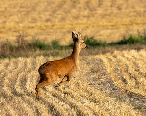 Young buck roe deer making a break across the stubble fields.