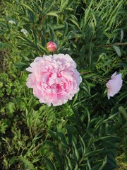 Summer flowers. Wonderful peonies. Garden plants.