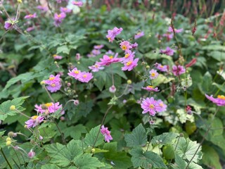 Naklejka premium Delicate pink flowers with yellow centers bloom vibrantly among lush green foliage—capturing the charm of a summer garden in full bloom.