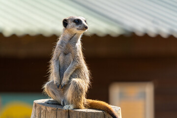 Meerkat on Tree Trunk with Room for Copy