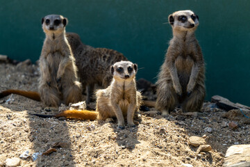 Meerkat Family Baby and Adolescents