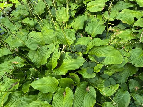 Fototapeta Close-up of vibrant green hosta leaves densely packed in a garden bed. The textured foliage creates a calming, natural pattern, perfect for themes of gardening, shade plants, or botanical textures.