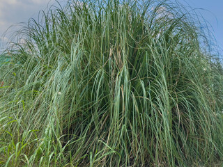 Lush green lemongrass plant outdoors on a bright day